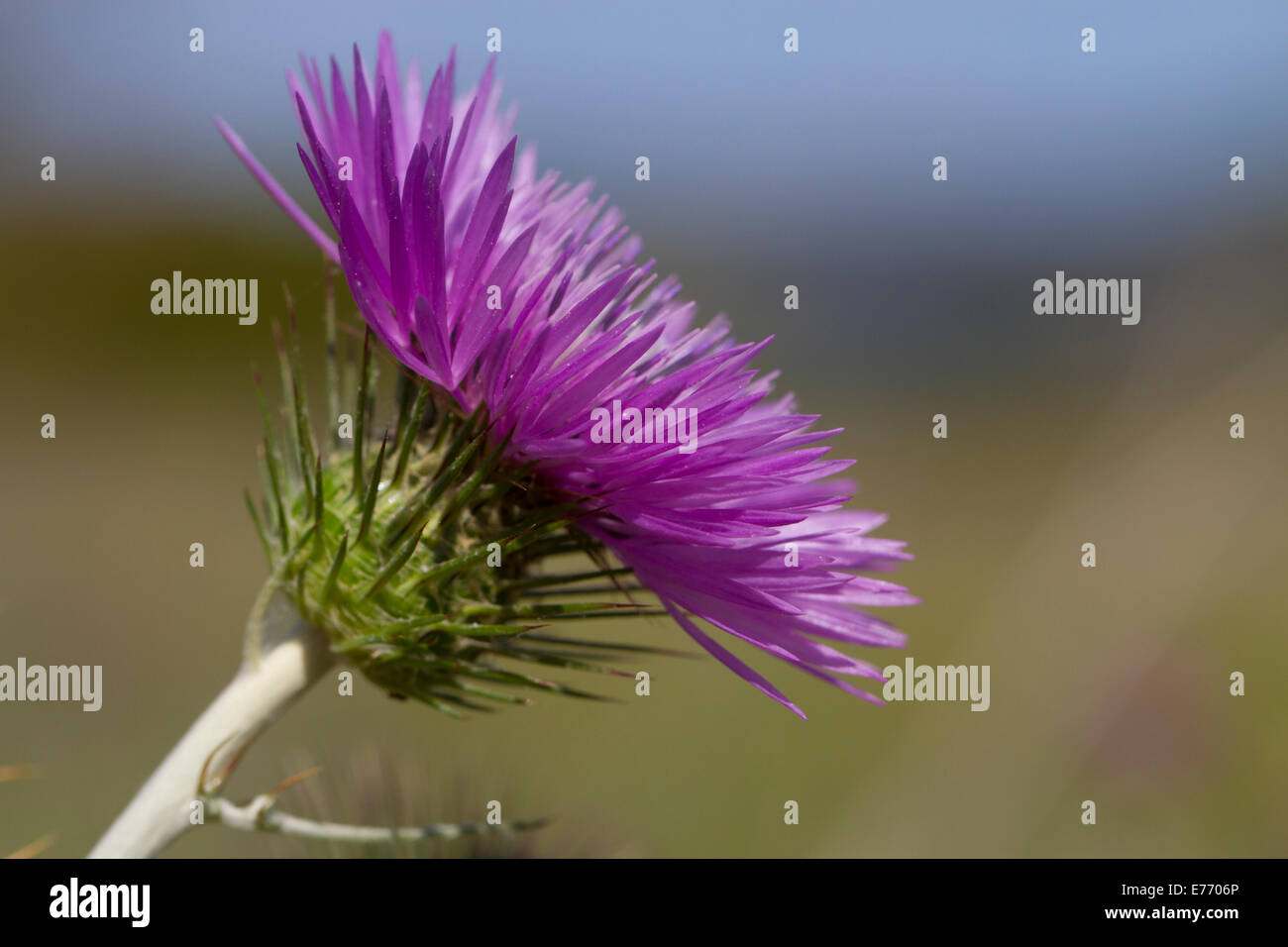 (Galactites Galactites tomentosa) thistle close-up de fleur. Ile Saint Martin, Aude, France. Avril. Banque D'Images
