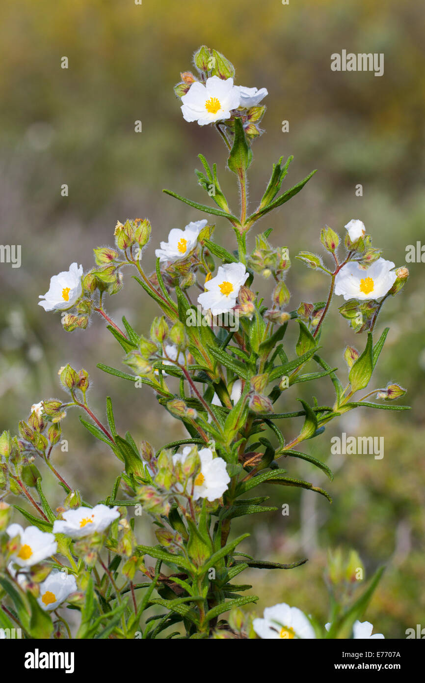 Ciste à feuilles étroites (cistus monspeliensis) floraison. Montagne de la Clape, Aude, France. Mai. Banque D'Images