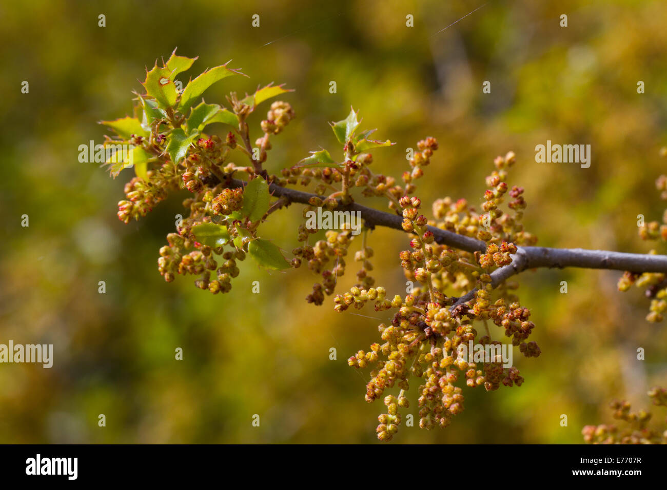 Chêne Kermès ou Holly (Quercus coccifera) floraison. Montagne de la Clape, Aude, France. Mai. Banque D'Images