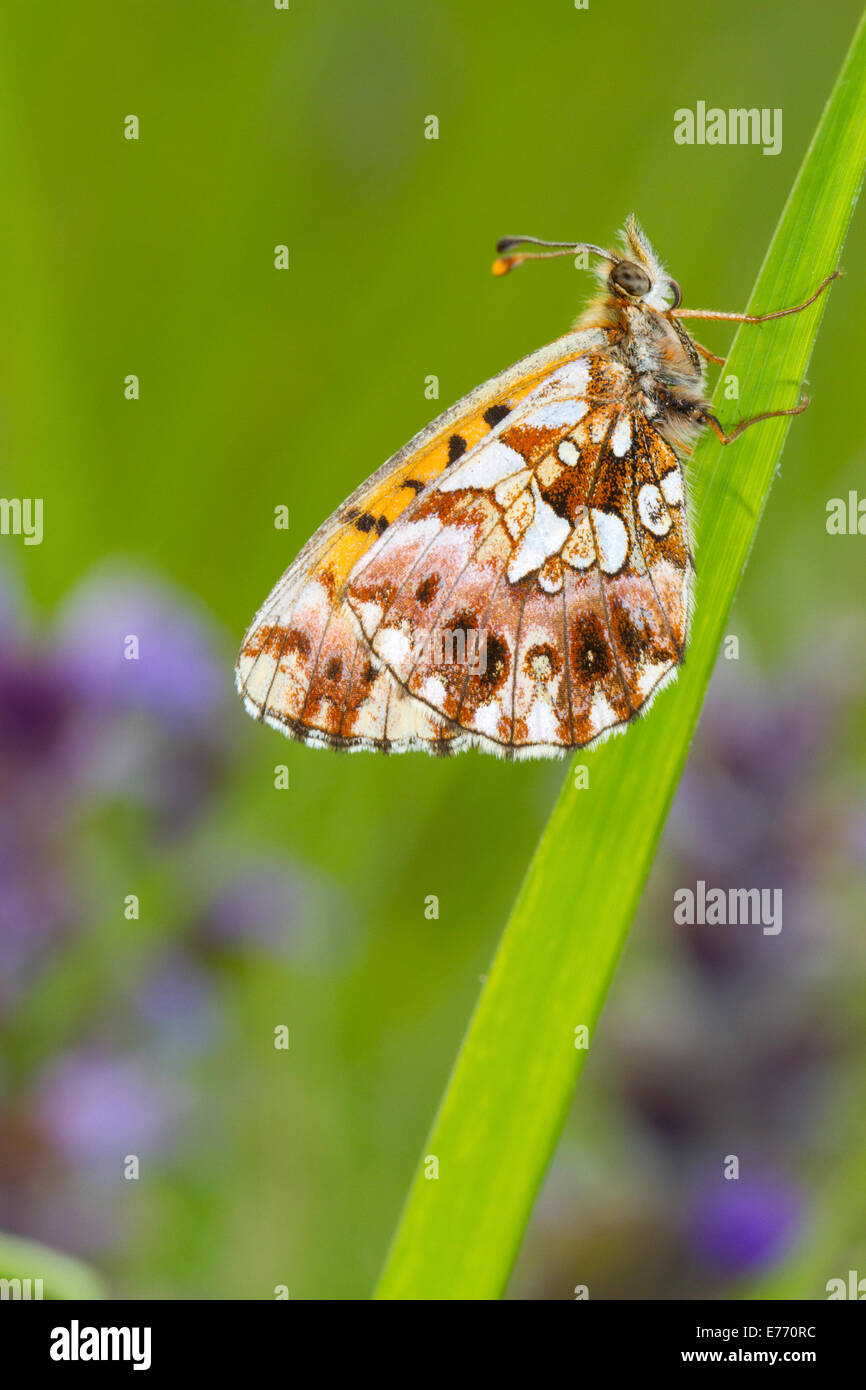Weaver's fritillary (Clossiana dia) face inférieure d'un papillon adulte reposant sur l'herbe. Col de Calzan, Ariege Pyrenees, France. Banque D'Images