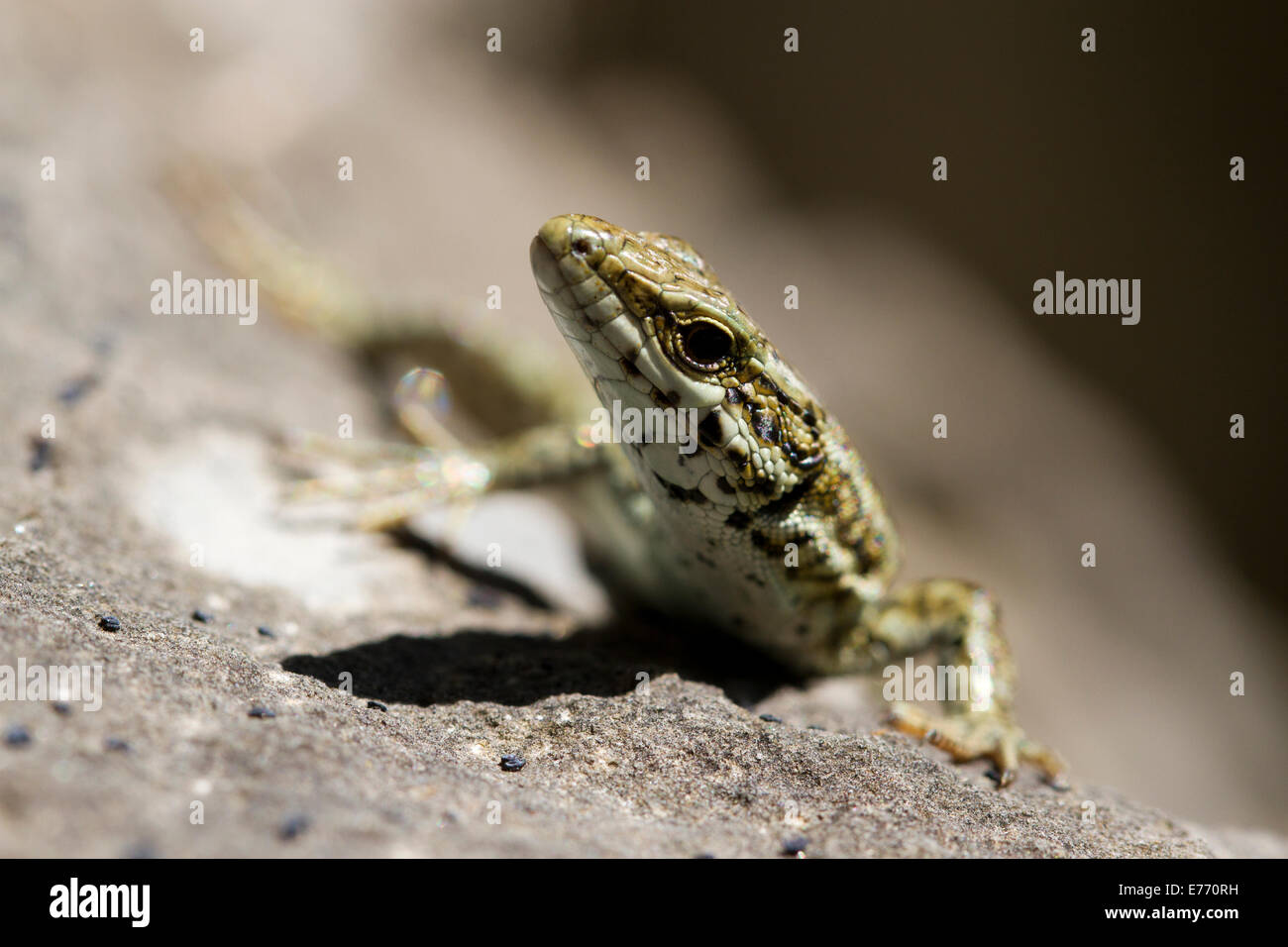 Lézard des murailles (Podarcis muralis) gros plan de la tête d'un homme adulte. Ariege Pyrenees, France. Mai. Banque D'Images