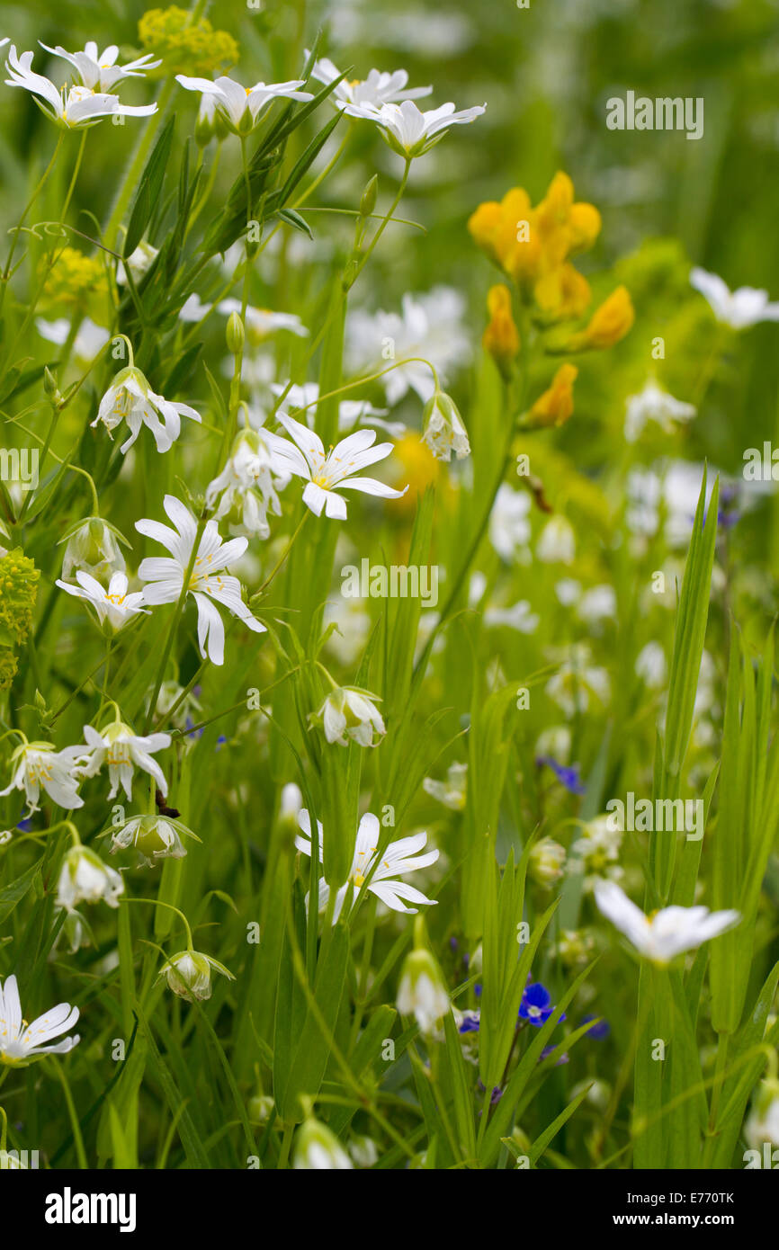 De plus en plus de fleurs sauvages au bord d'une traditionnelle hay meadow, avec une plus grande (Stellaria holostea stellaire) Gesse des prés (Latte Banque D'Images