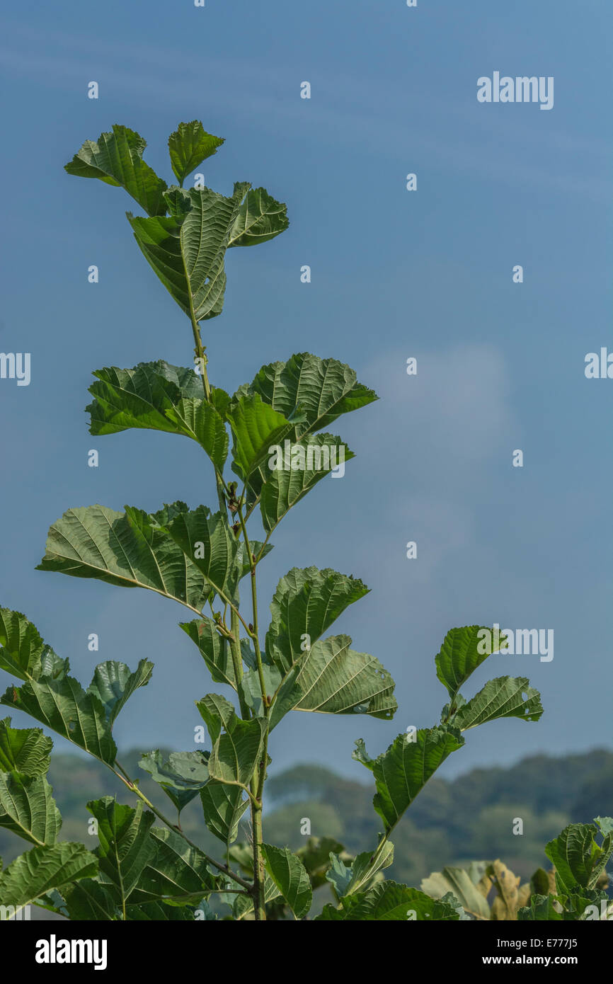 Close-up de l'Aulne / Alnus glutinosa / arbuste de feuilles d'arbres contre le ciel bleu. Se développe habituellement près de l'eau. Banque D'Images