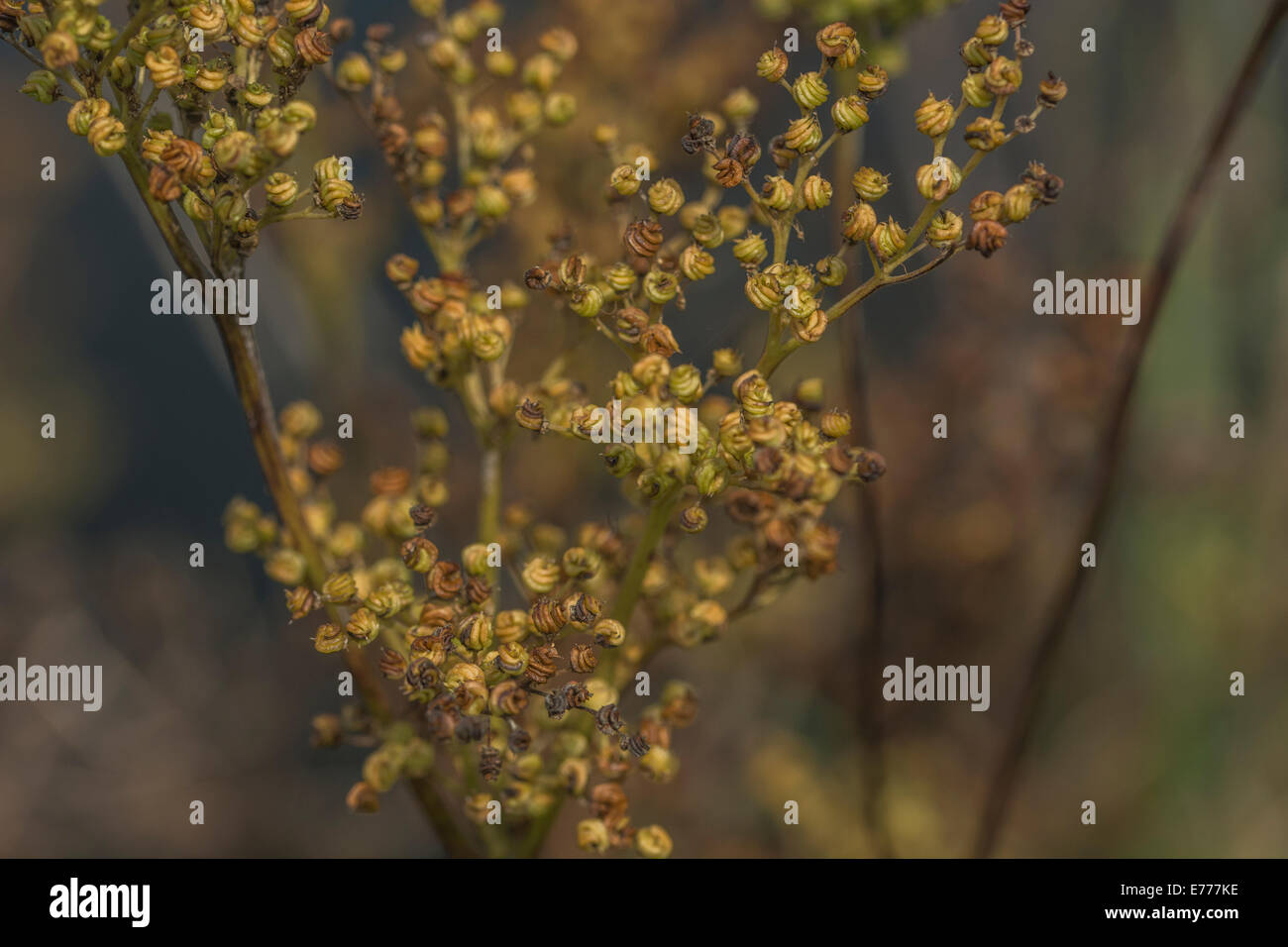 Close-up de la formation des graines de la plante médicinale / Filipendula ulmaria reine des prés. Feuilles pour les propriétés analgésiques, et fleurs faites dans un sirop. Banque D'Images