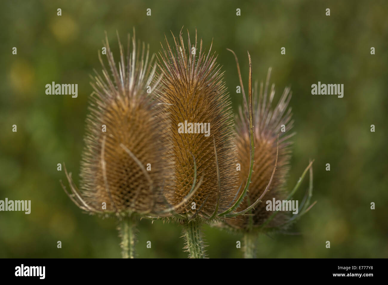 Gros plan de la tête de graine de thé / Dipsacus fullonum. Ancienne plante médicinale utilisée dans les remèdes à base de plantes médicinales et les remèdes de cach. Banque D'Images
