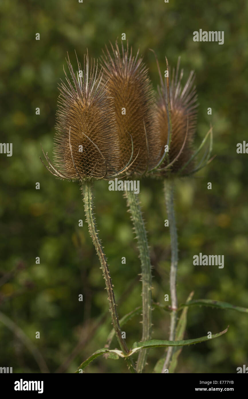 Gros plan de la tête de graine de thé / Dipsacus fullonum. Ancienne plante médicinale utilisée dans les remèdes à base de plantes médicinales et les remèdes de cach. Banque D'Images