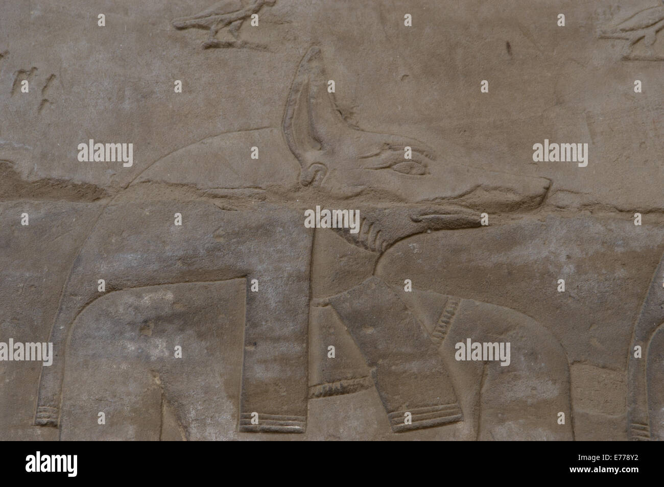 L'Égypte. Edfou. Temple d'Horus. Relief représentant le dieu Anubis à tête de chacal. Banque D'Images