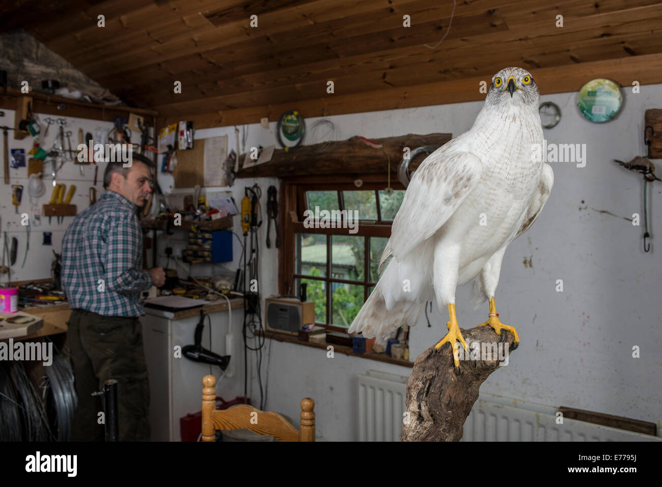 Taxidermiste mâle dans la atelier avec grand oiseau de proie Banque D'Images