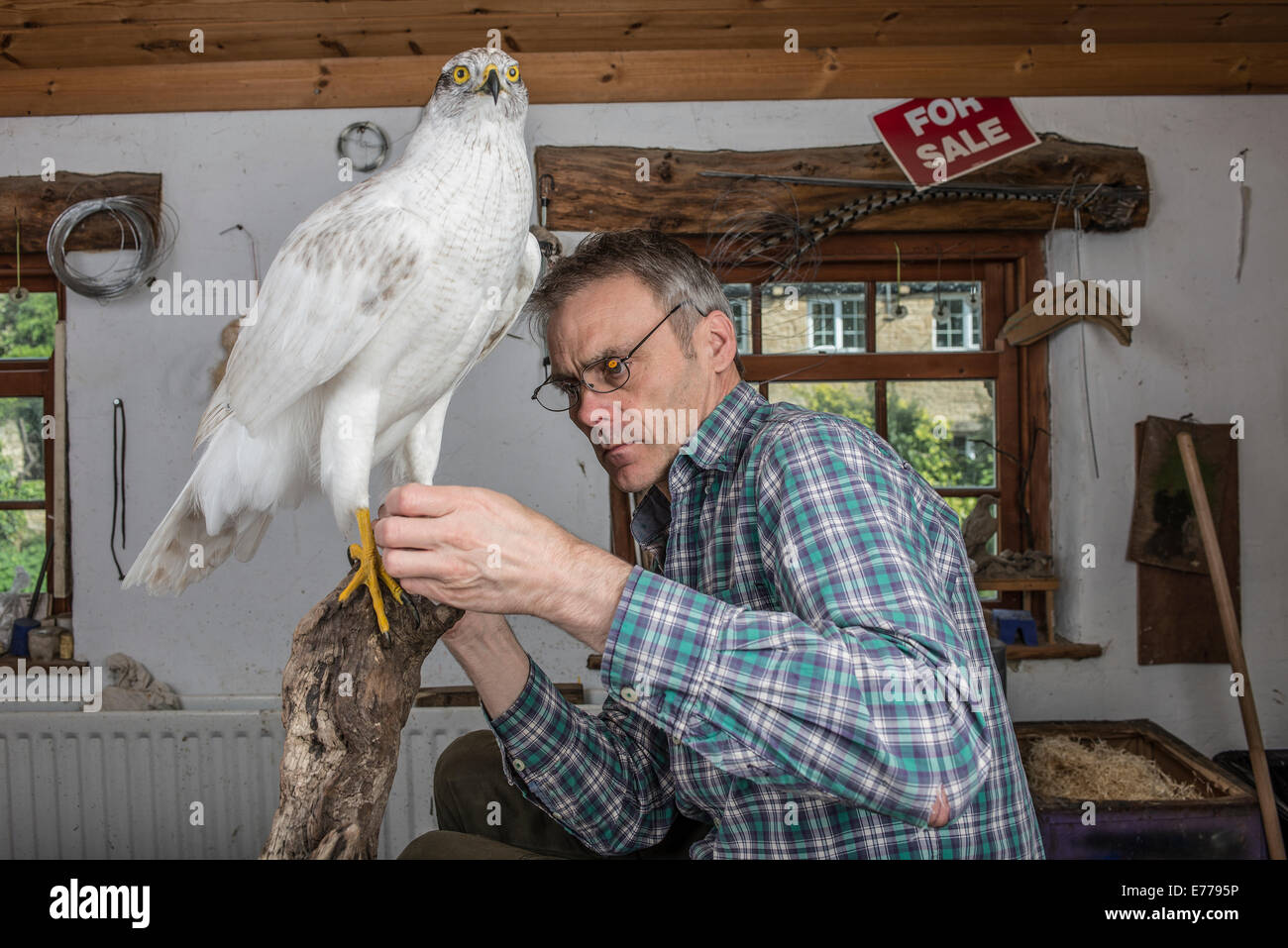 Taxidermiste mâle dans la atelier Réglage de blanc en peluche oiseau de proie sur branch Banque D'Images