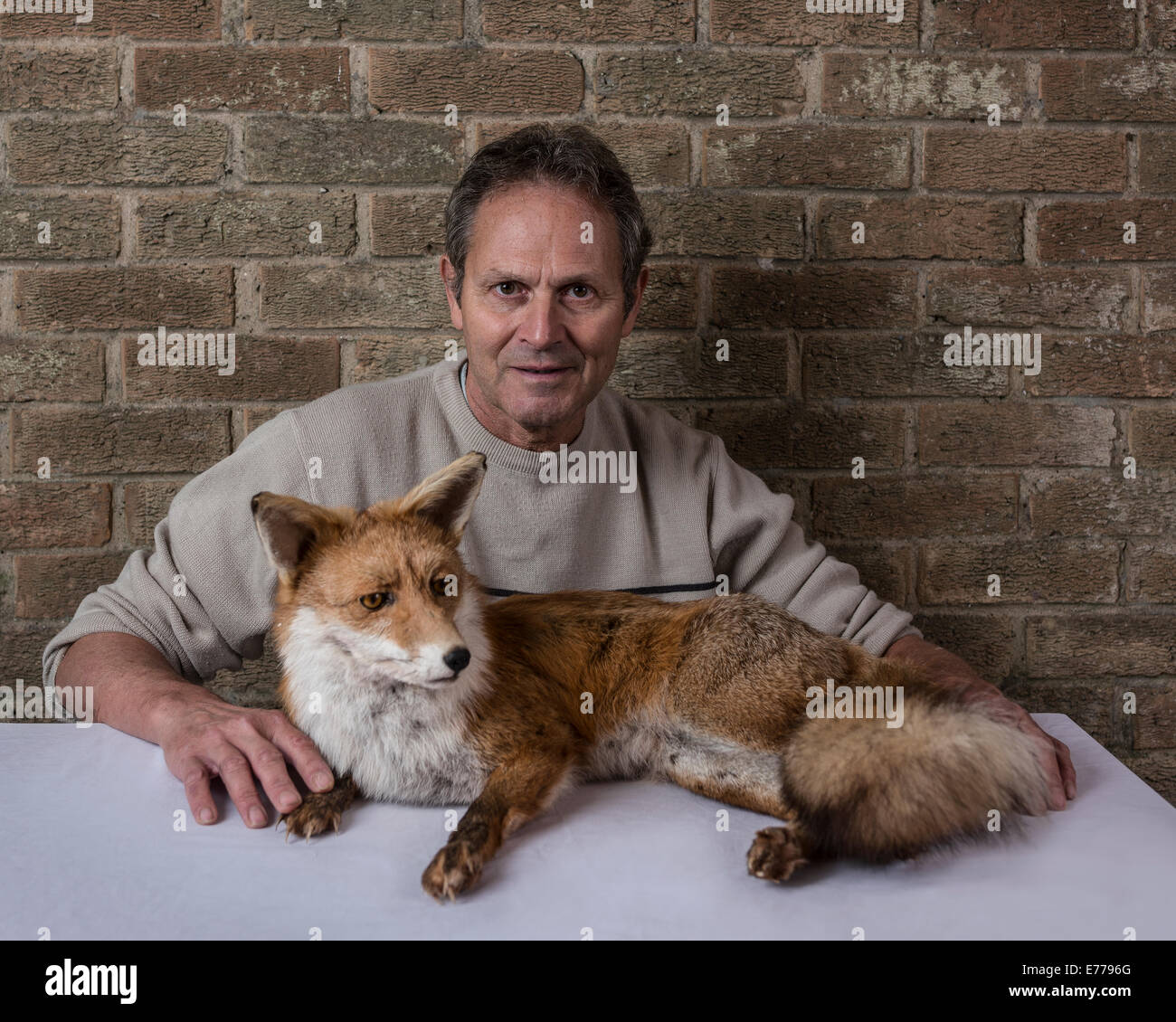 Taxidermiste posant avec fox farcies Banque D'Images