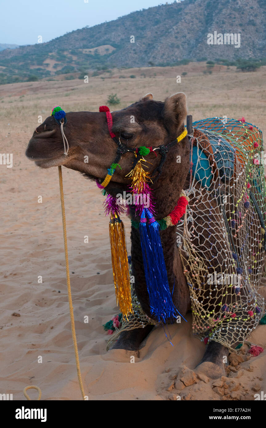 Décorée dans des couleurs vives, chameau, Pushkar, Rajasthan, Inde. Banque D'Images