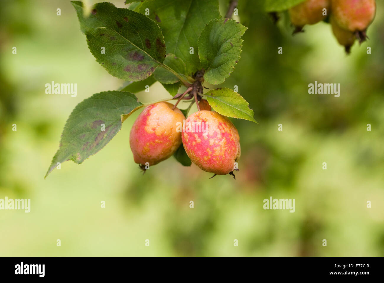 Malus kansuensis fruits au milieu de l'été. Calva pommetier de fruits. Banque D'Images