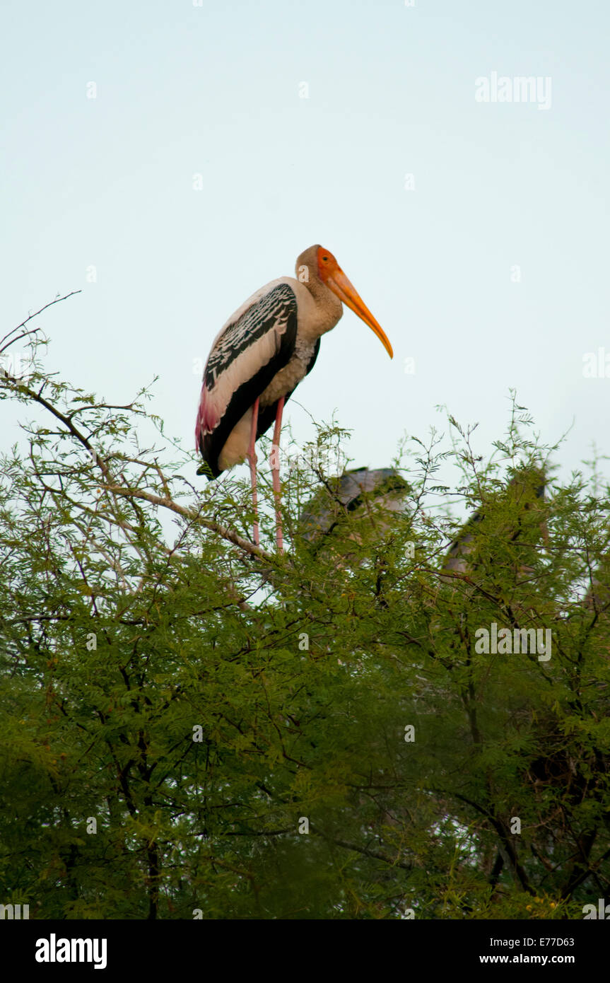 Stork (Mycteria leucocephala peint), Parc national de Keoladeo (oiseaux de Bharatpur), Bharatpur, Rajasthan, Inde. Banque D'Images
