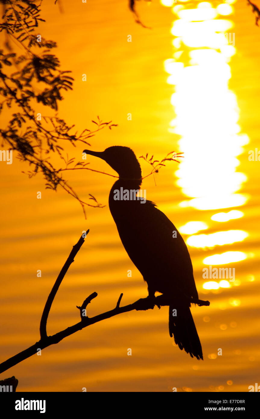 Silhouette d'un Indien, cormorant NP Keoladeo (oiseaux de Bharatpur), Bharatpur, Rajasthan, Inde. Banque D'Images