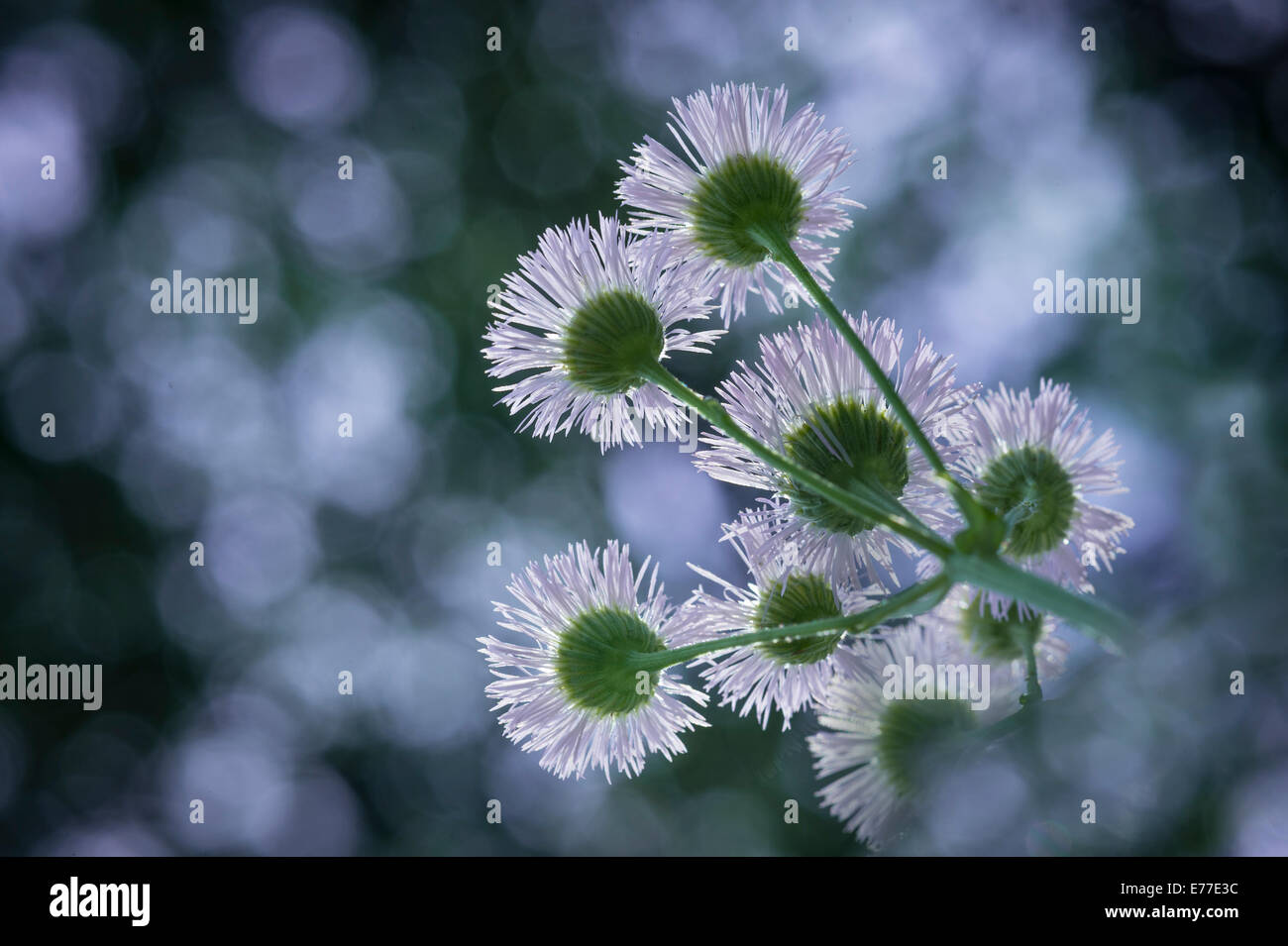 Aster buissonnant, de minuscules fleurs blanches Banque D'Images