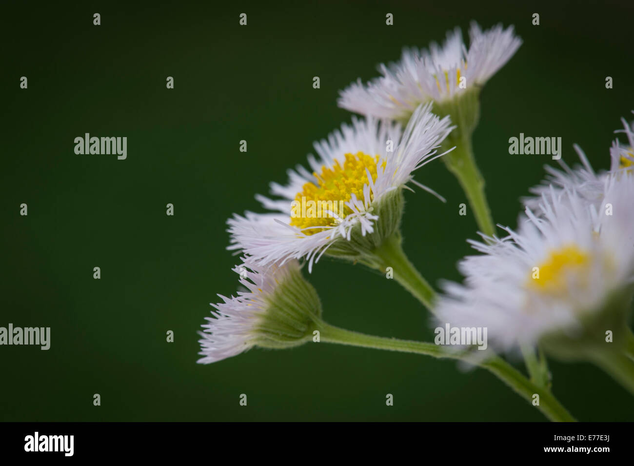 Aster buissonnant, de minuscules fleurs blanches Banque D'Images