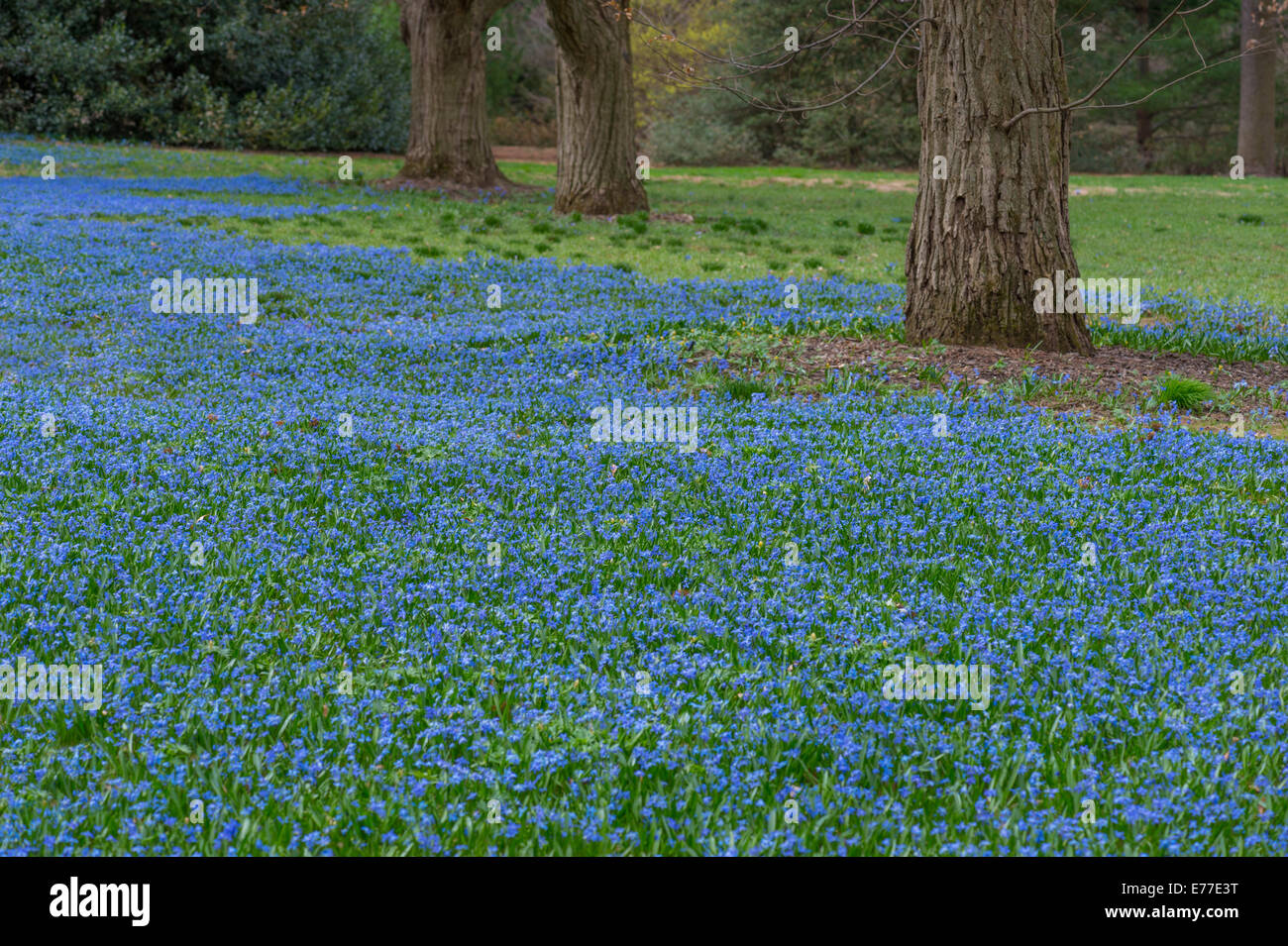 Domaine de fleurs bleues avec des arbres Banque D'Images