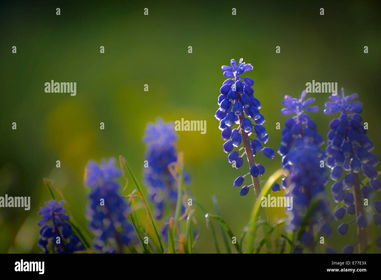 Raisins jacinthes Fleurs Banque D'Images