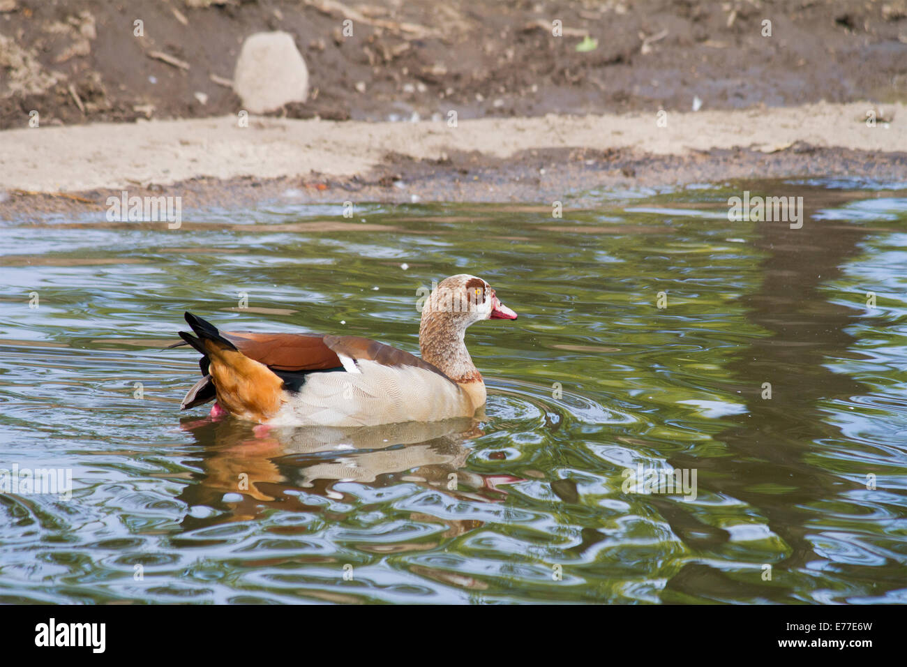 Egyptian goose pagayer dans l'eau au Zoo de Toronto Banque D'Images