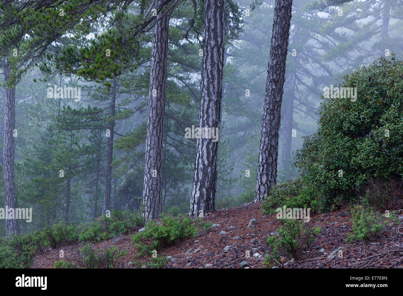 Ancien pins noirs Pinus nigra dans Troodhos chypriote Parc National Banque D'Images