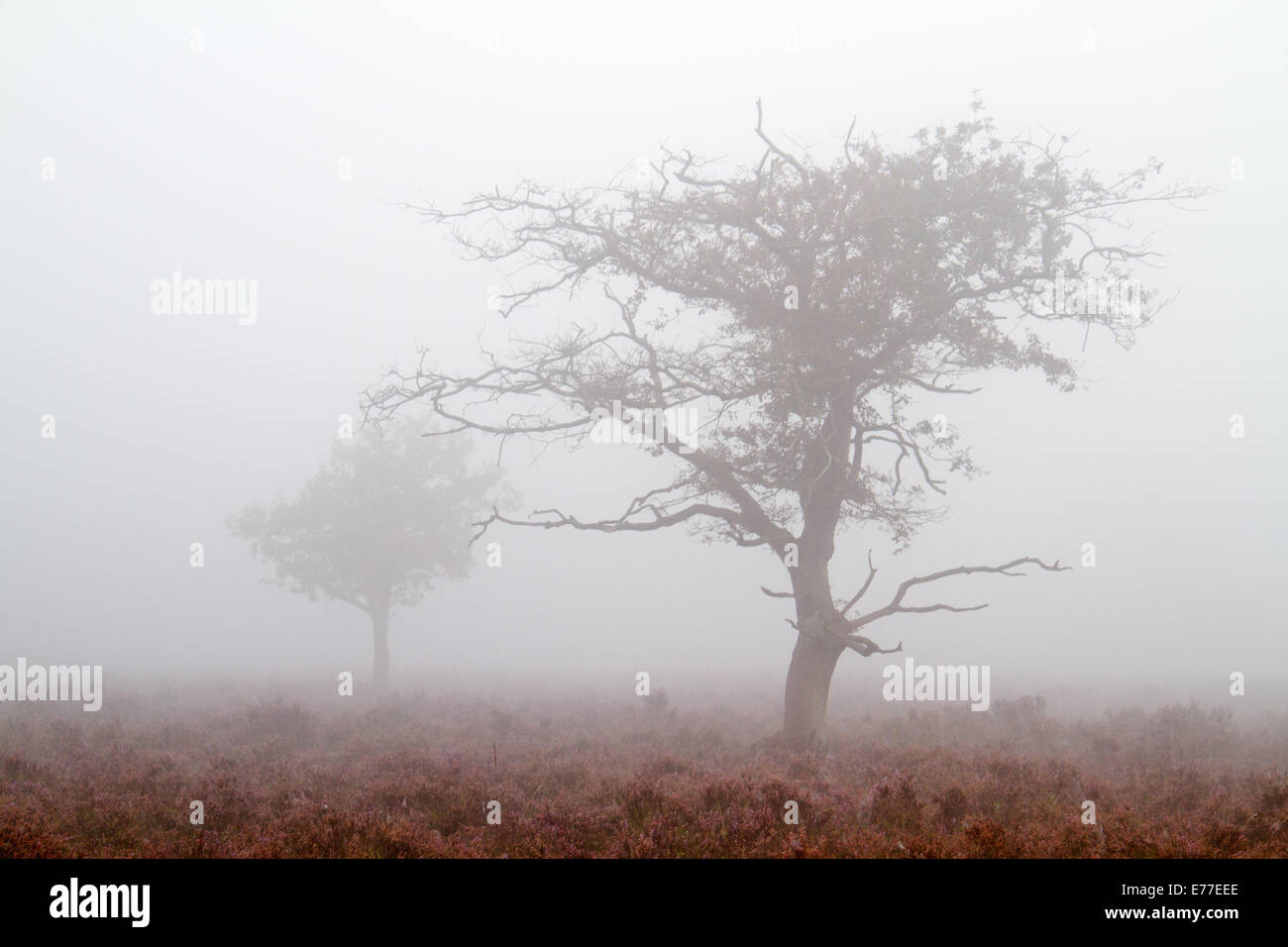 Silhouettes de deux chênes dans la brume dans un champ Banque D'Images