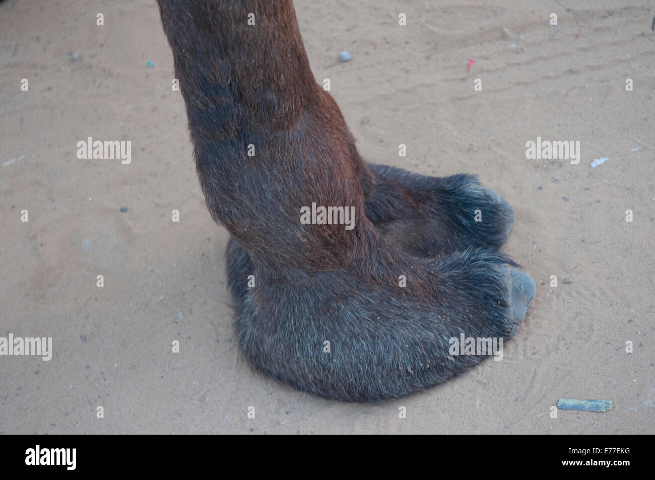 Pieds de chameau, Pushkar, Rajasthan, Inde. Banque D'Images