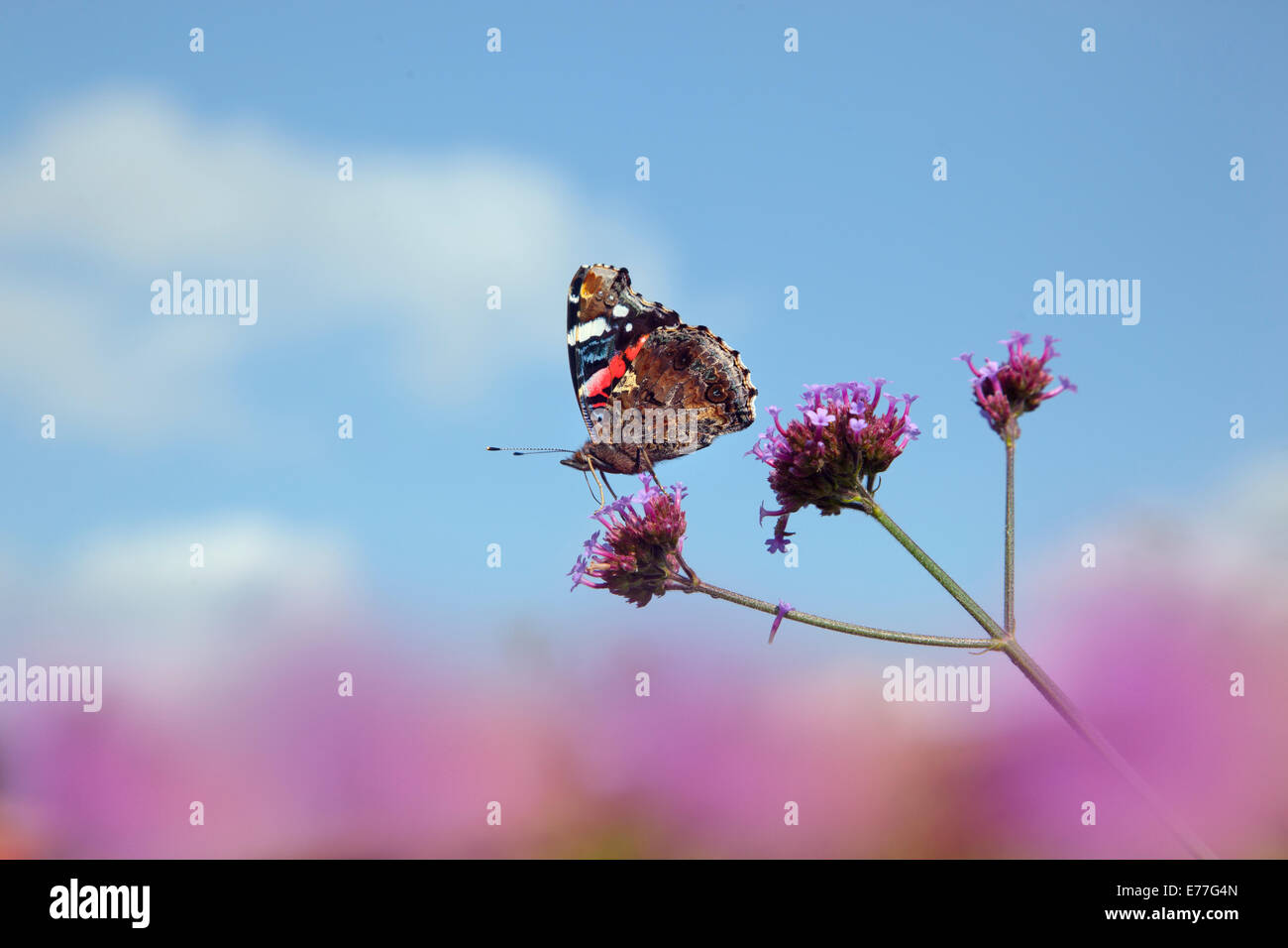 Vulcain Vanessa atalanta papillon se nourrit de verveine en août le jardin Banque D'Images