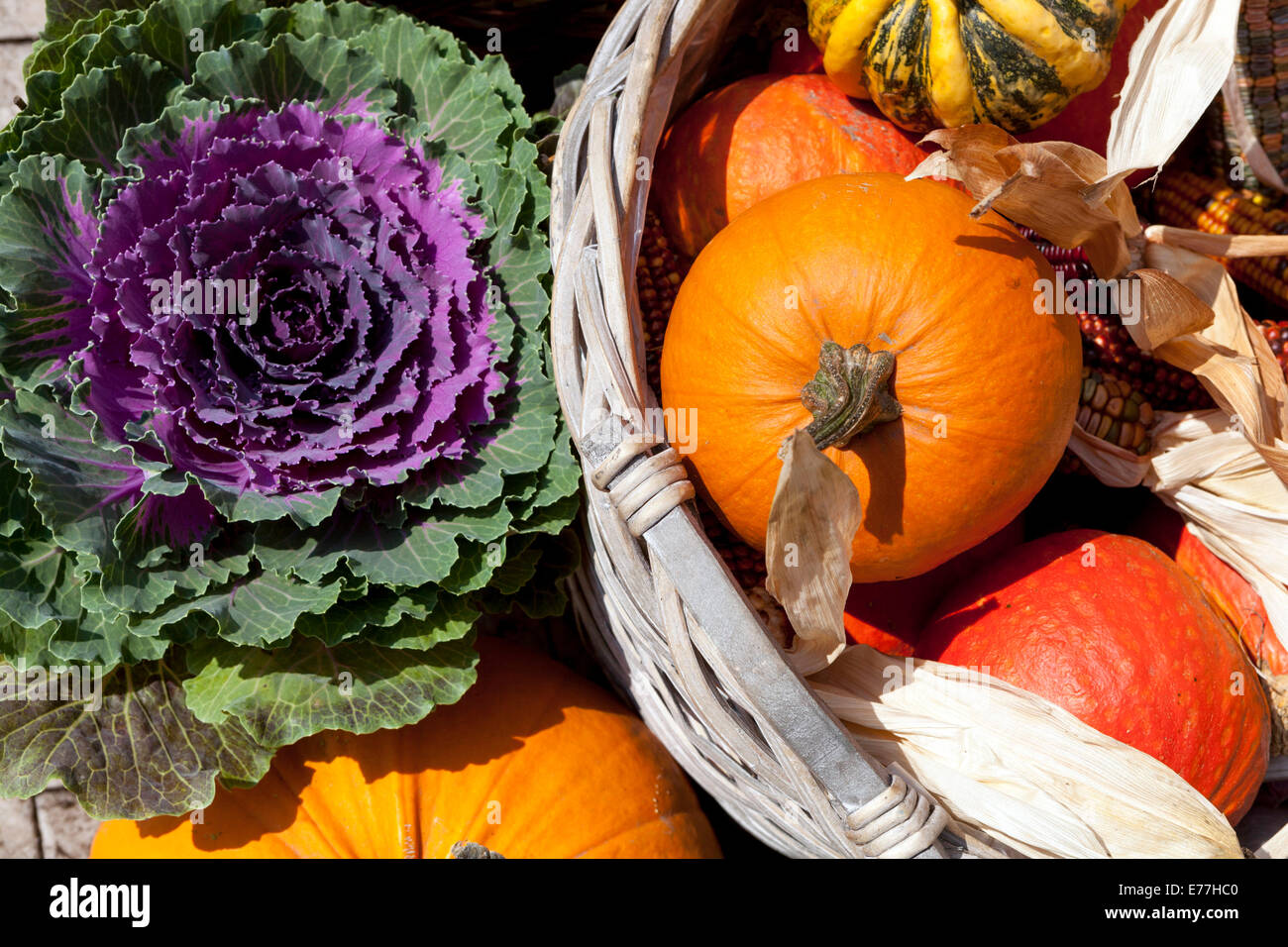 Citrouilles, courges, plantes, Brassica décor kale Banque D'Images