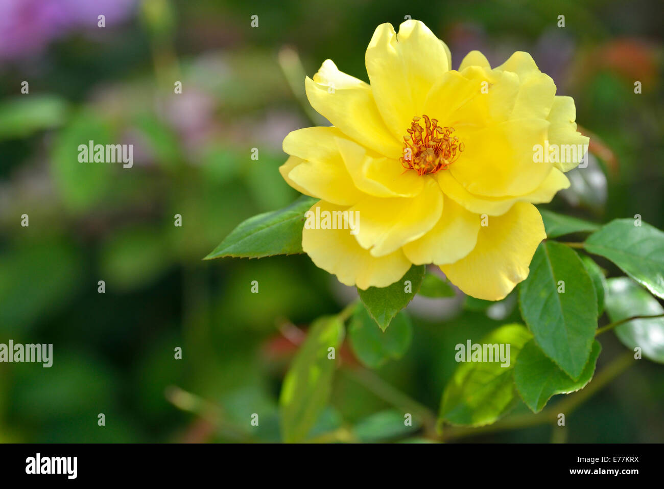 Rose jaune, UK Banque D'Images