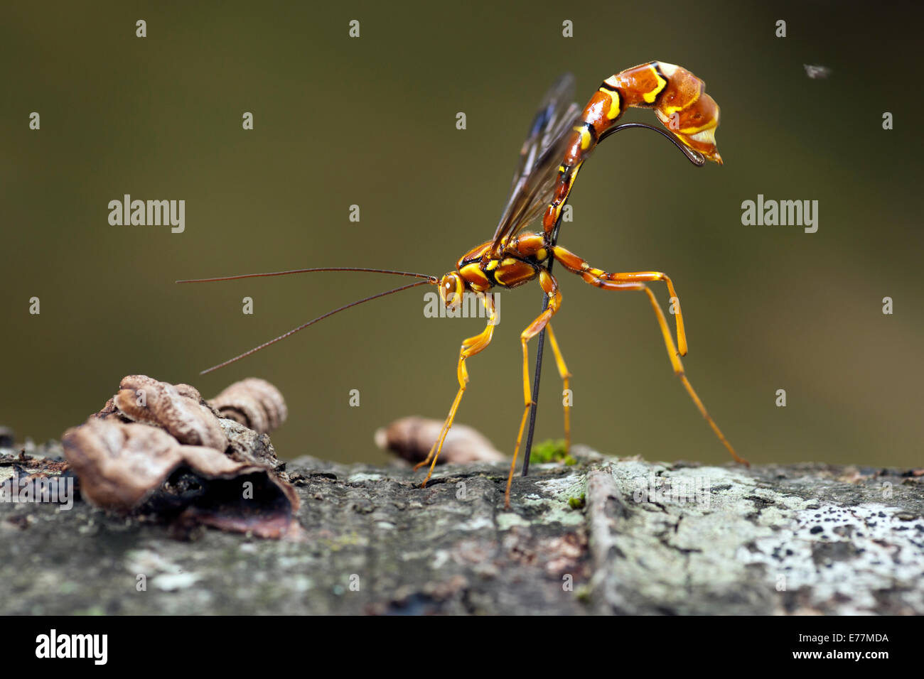 Mouche Ichneumon géant femelle Megarhyssa macrurus) Wasp (- Pisgah Forest National - Brevard, North Carolina USA Banque D'Images