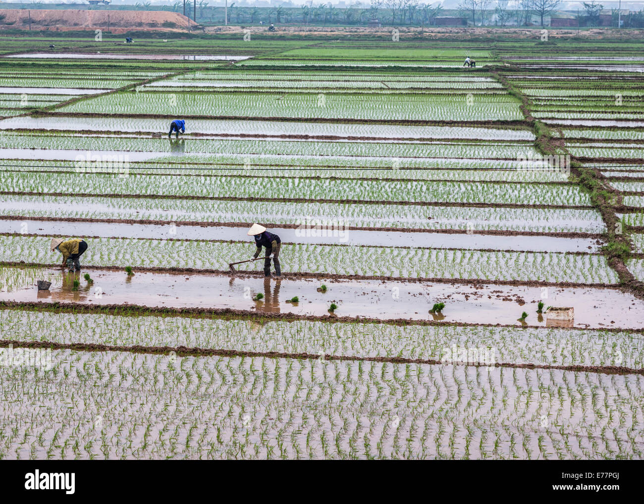Aperçu de l'ensemble des femmes dans plusieurs pousses plantation rizières. Banque D'Images