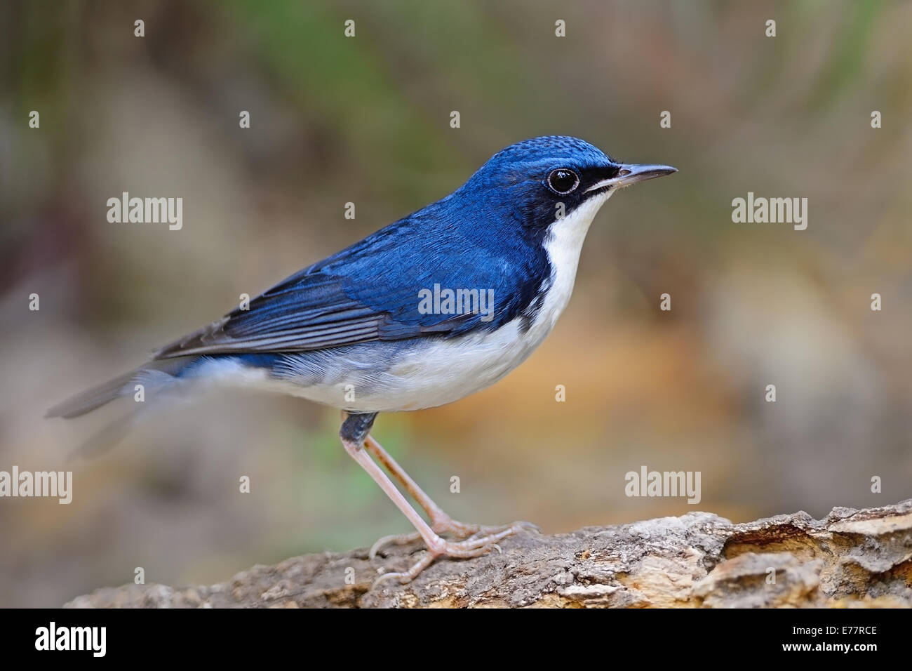 Petit oiseau bleu, bleu de Sibérie mâle Robin (Luscinia) ciane, debout sur le journal, portrait Banque D'Images Petit oiseau bleu, bleu de Sibérie mâle Robin (Luscinia) ciane, debout sur le journal, portrait Banque D'Images