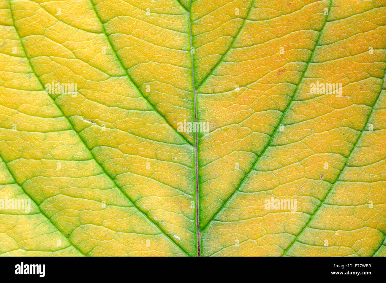 Le cornouiller stolonifère (Cornus sericea, Cornus stolonifera), feuille d'automne Banque D'Images