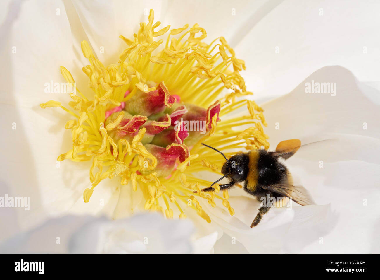 Bourdon (Bombus hortorum) avec charges polliniques perché sur une pivoine de Chine (Paeonia lactiflora), 'Zu Zu' Variété Banque D'Images