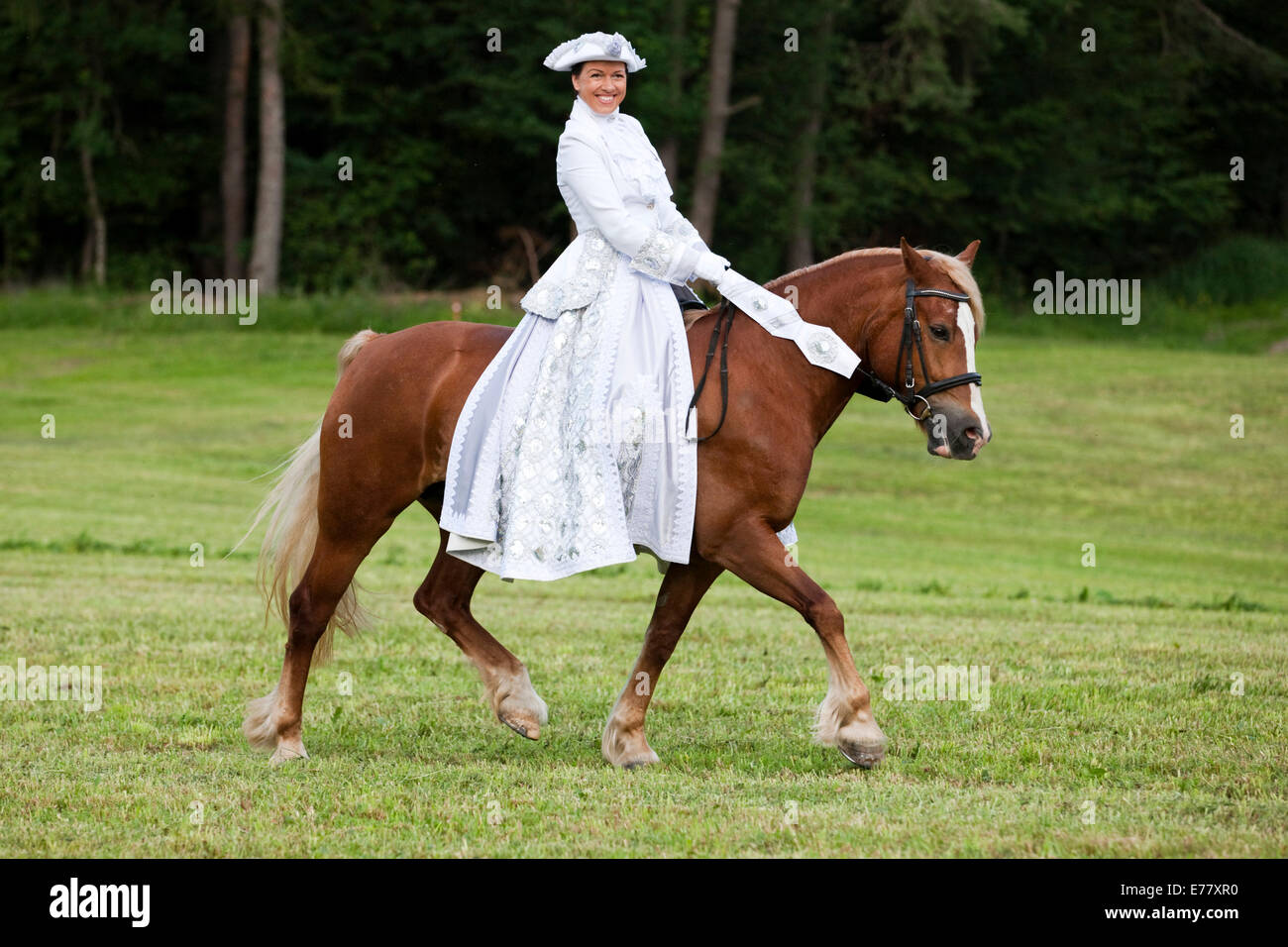Equestrienne portant un costume vénitien équitation un Welsh Cob, oseille, trot, Tyrol, Autriche du Nord Banque D'Images