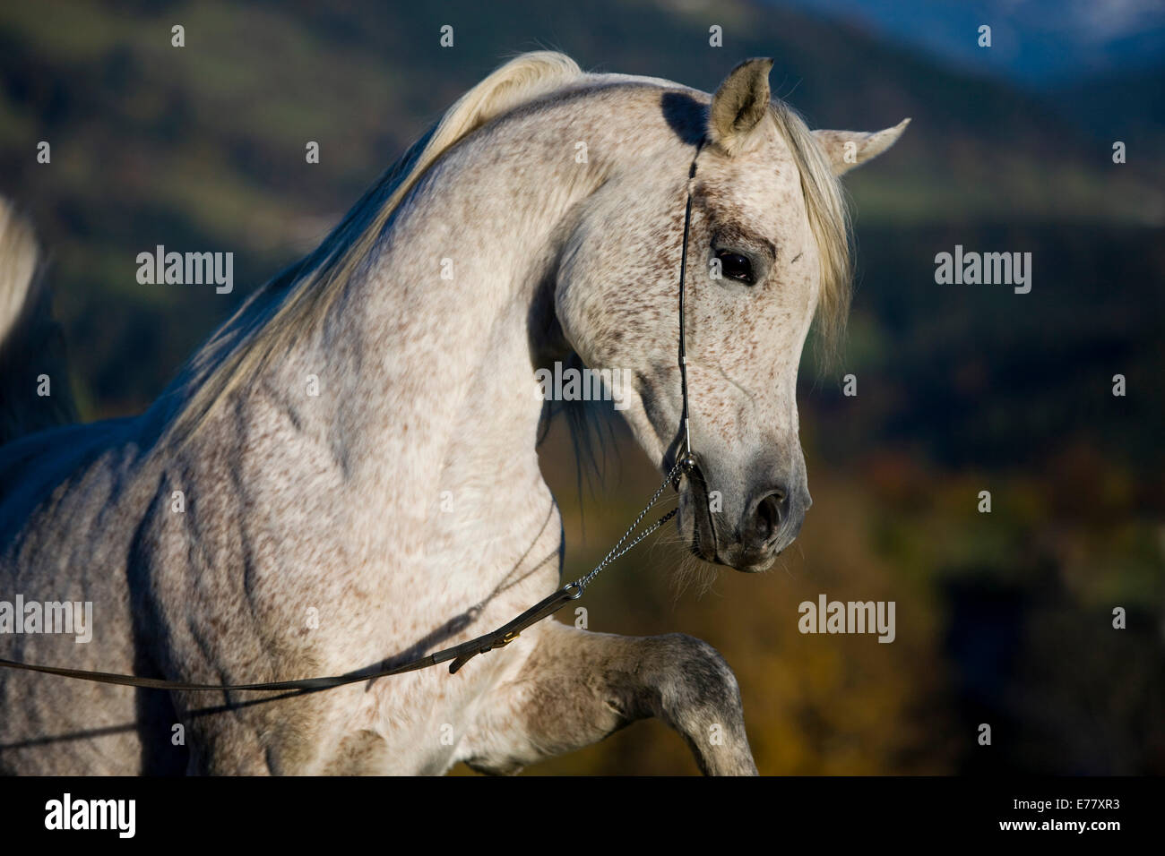 Cheval Arabe gris, étalon, avec un spectacle headcollar nord, Tyrol, Autriche Banque D'Images
