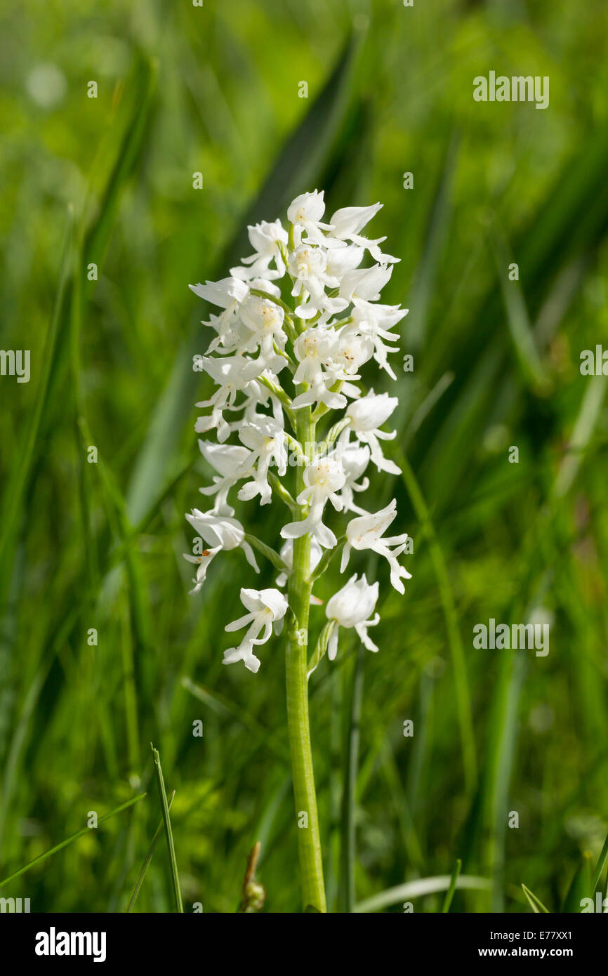 Helmknabenkraut Orchis militaris military orchid Banque D'Images
