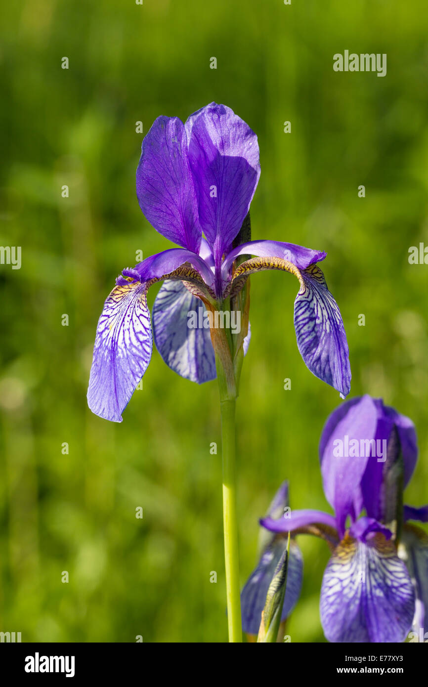 Iris sibirica Iris de Sibérie Schwertlilien Sibirische Schwertlilie Wiesen-Schwertlilie drapeau de Sibérie Banque D'Images