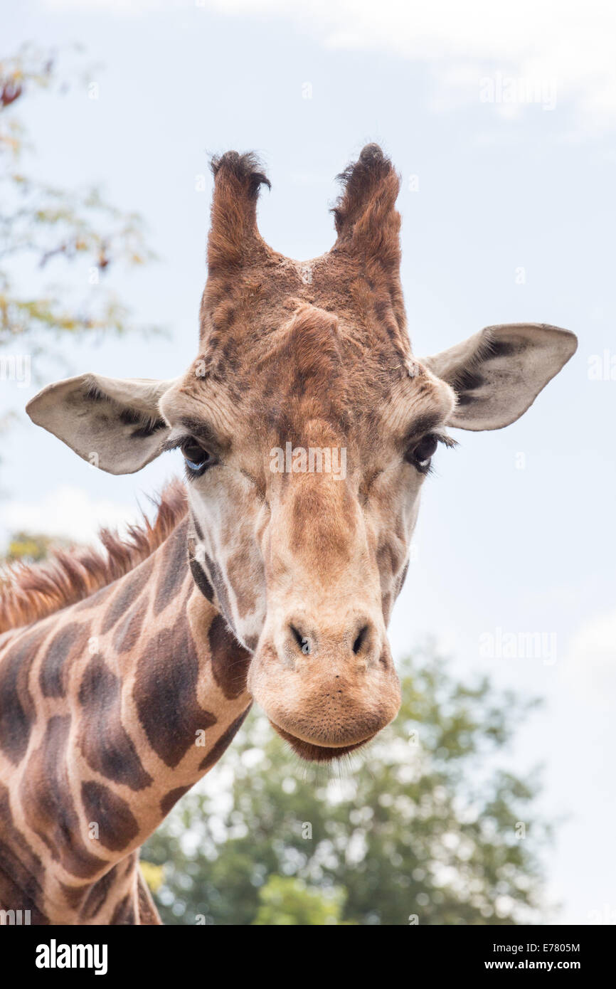 Girafe head shot, Close up - vertical shot Banque D'Images