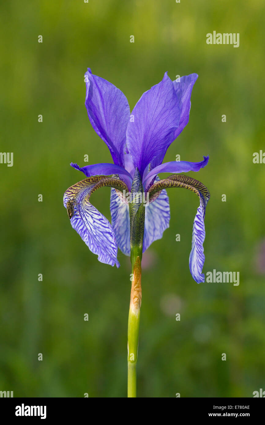 Iris sibirica Iris de Sibérie Schwertlilien Sibirische Schwertlilie Wiesen-Schwertlilie drapeau de Sibérie Banque D'Images