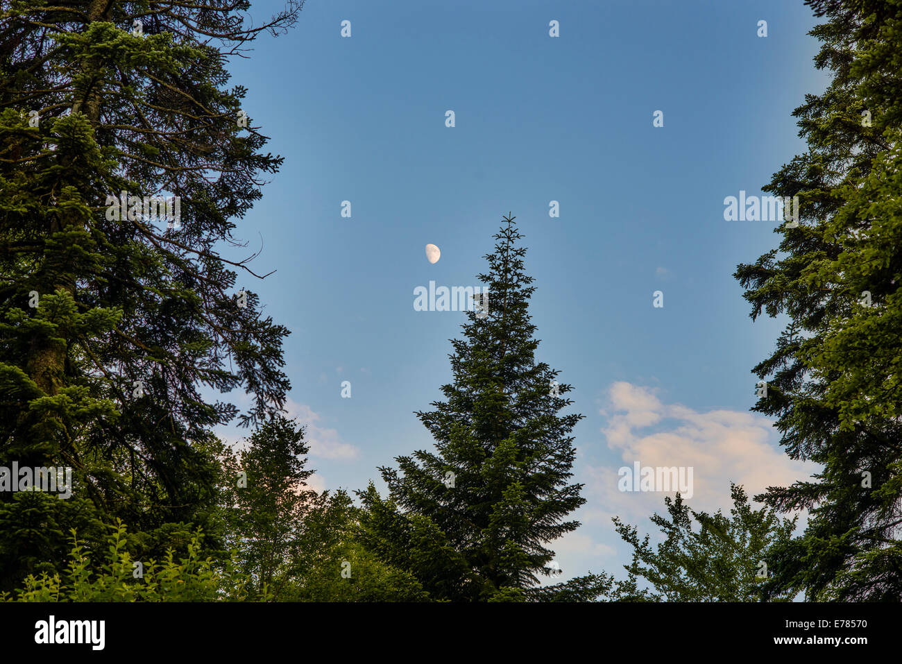Les arbres forestiers dans le crépuscule, l'heure d'été Banque D'Images