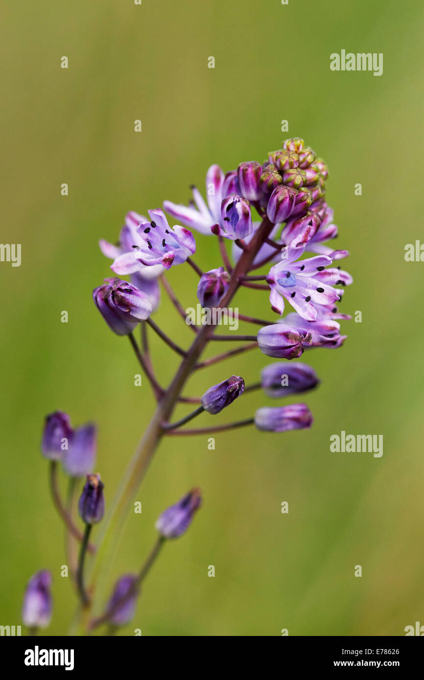 Floraison en automne Squill Home Park. Hampton Court Palace, Londres, Angleterre. Banque D'Images