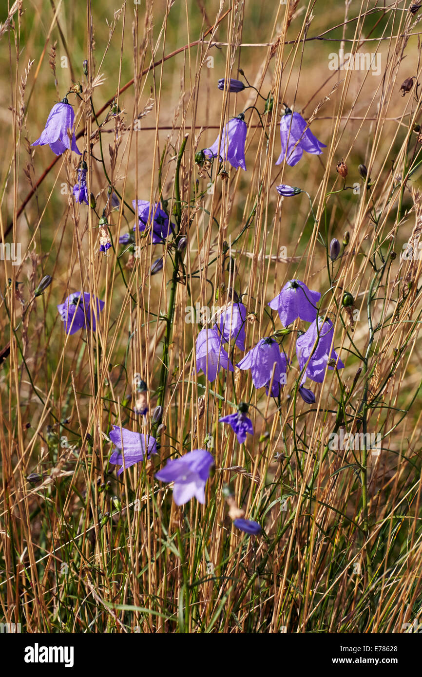 Campanule floraison dans Home Park. Hampton Court Palace, Londres, Angleterre. Banque D'Images