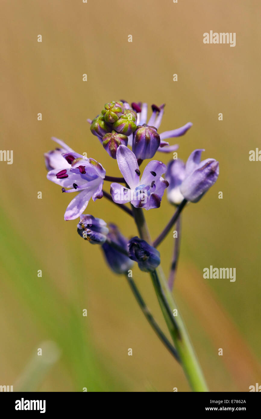 Floraison en automne Squill Home Park. Hampton Court Palace, Londres, Angleterre. Banque D'Images
