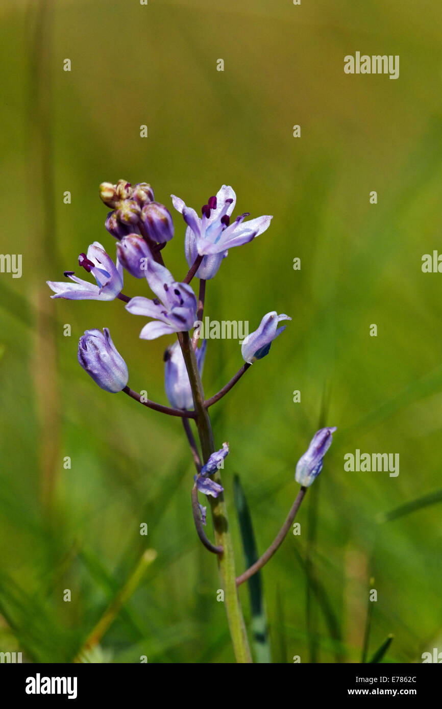 Floraison en automne Squill Home Park. Hampton Court Palace, Londres, Angleterre. Banque D'Images