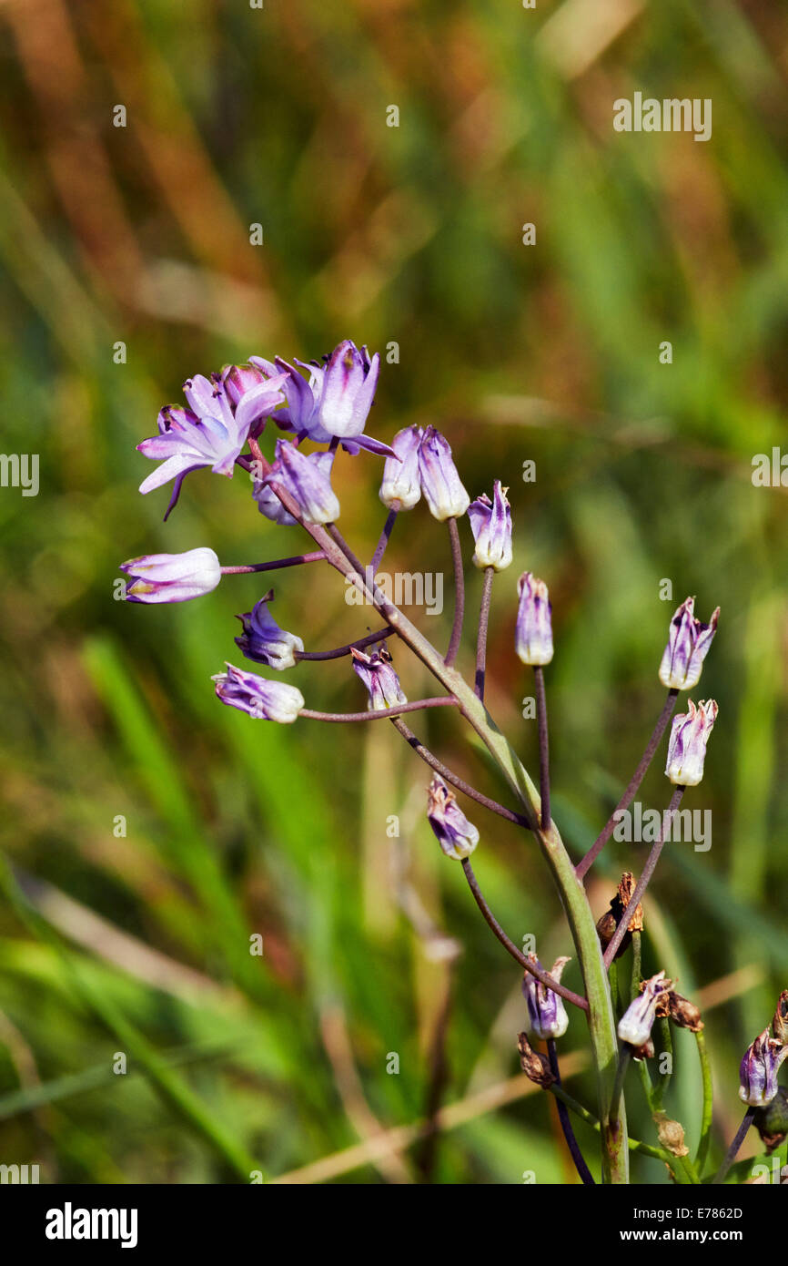 Floraison en automne Squill Home Park. Hampton Court Palace, Londres, Angleterre. Banque D'Images