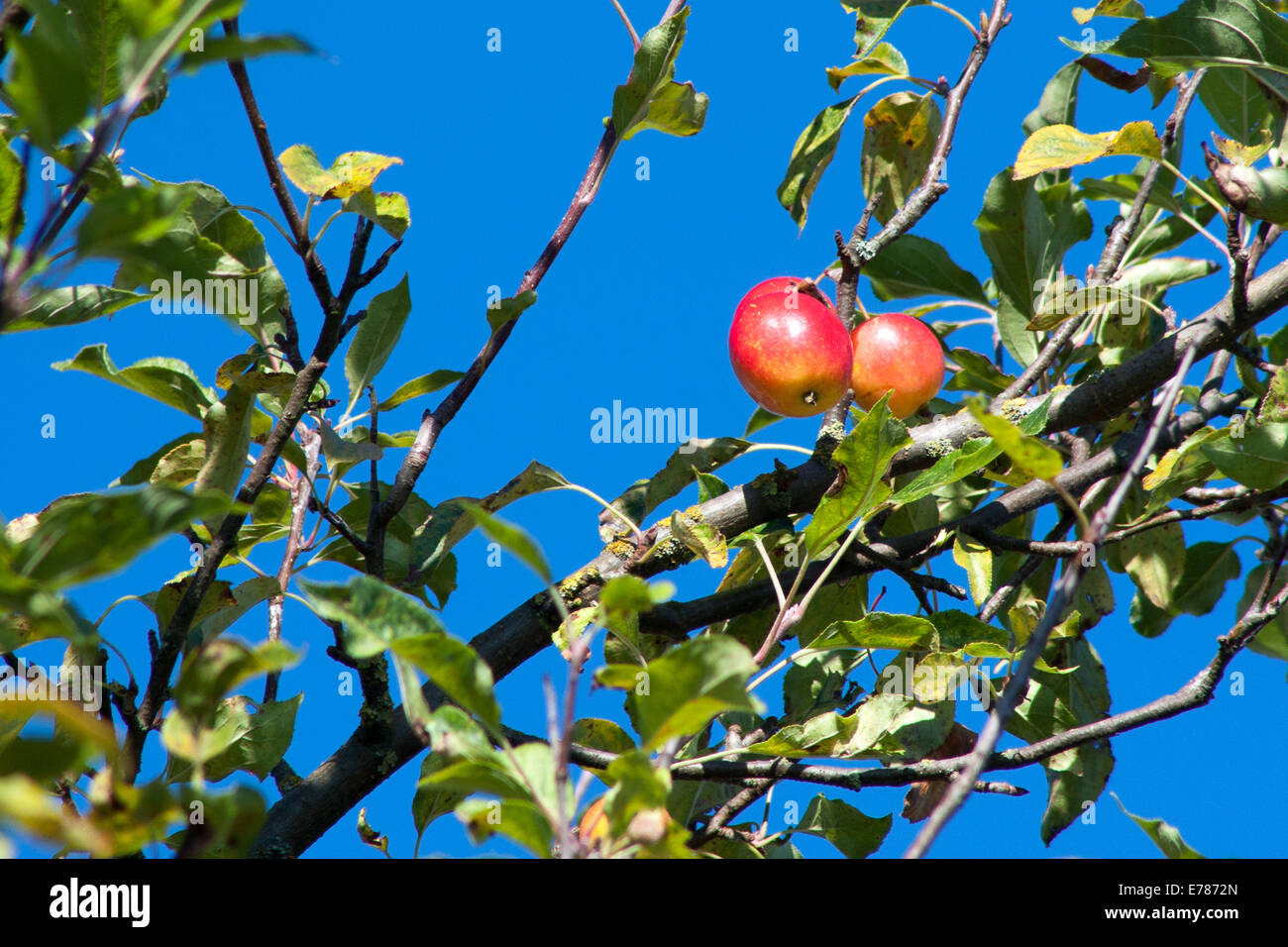 Crabe pommes d'automne Banque D'Images