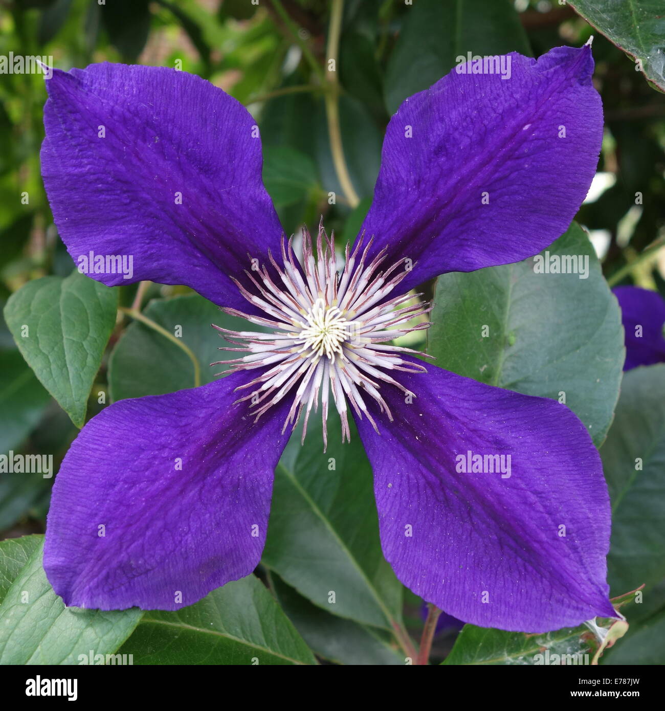 Fleurs A 4 Petales