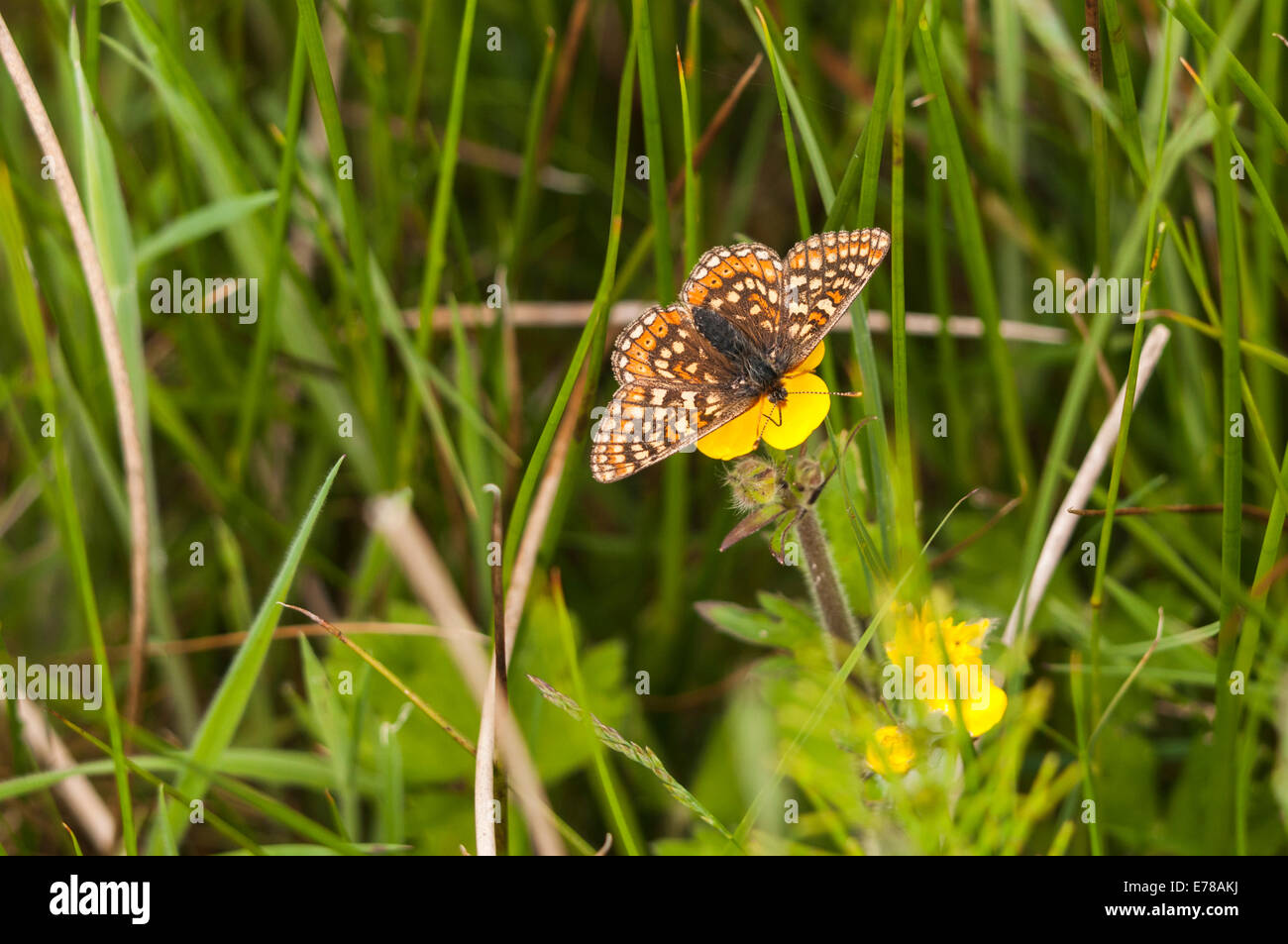 Un Marsh Fritillary Butterfly, Euphydryas aurinia, se nourrissent d'une  fleur de renoncule Photo Stock - Alamy