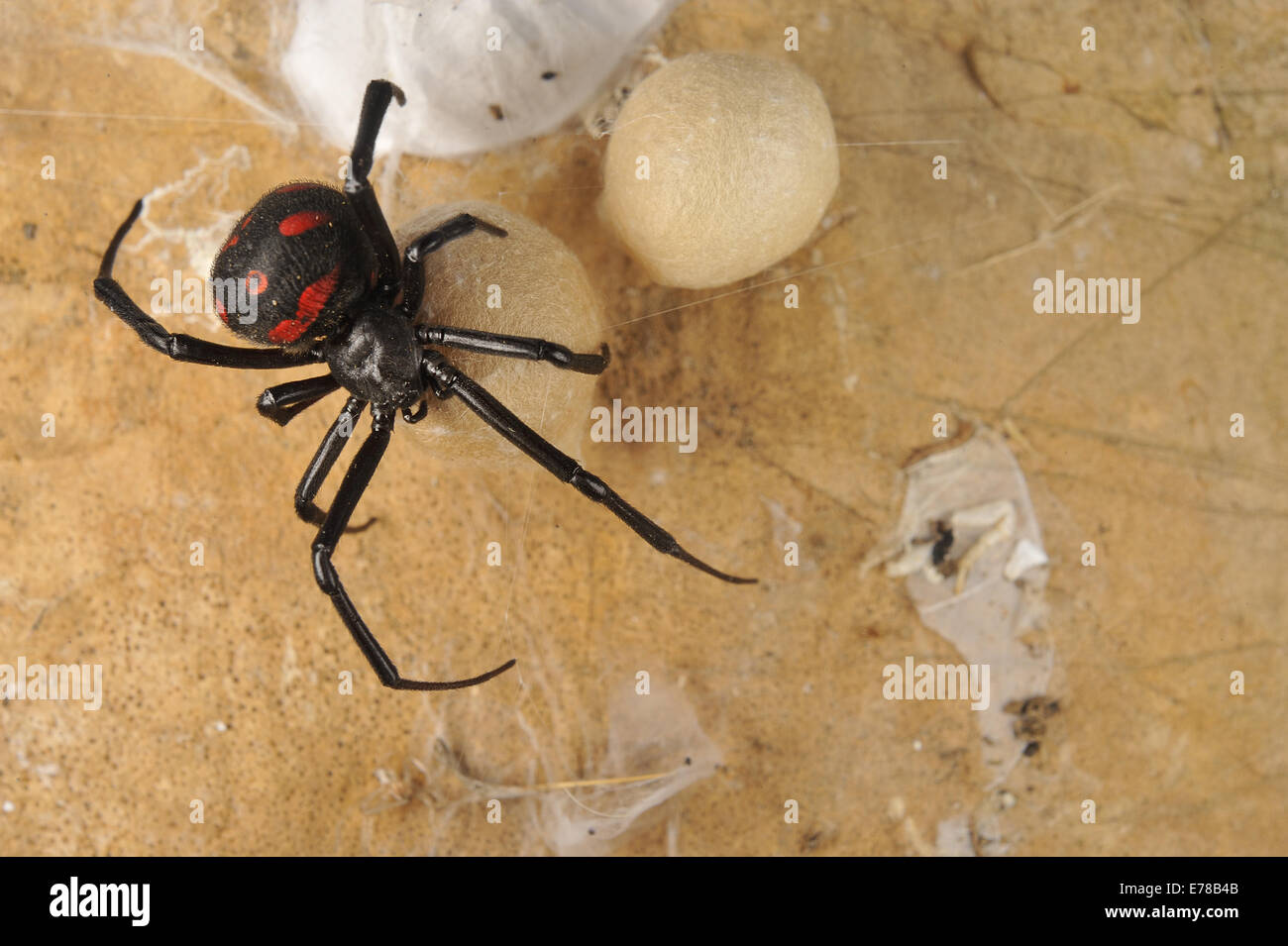 Veuve noire, de la Méditerranée (Latrodectus tredecimguttatus) avec des oeufs, les montagnes de Tolfa, lazio, Italie, Europe Banque D'Images